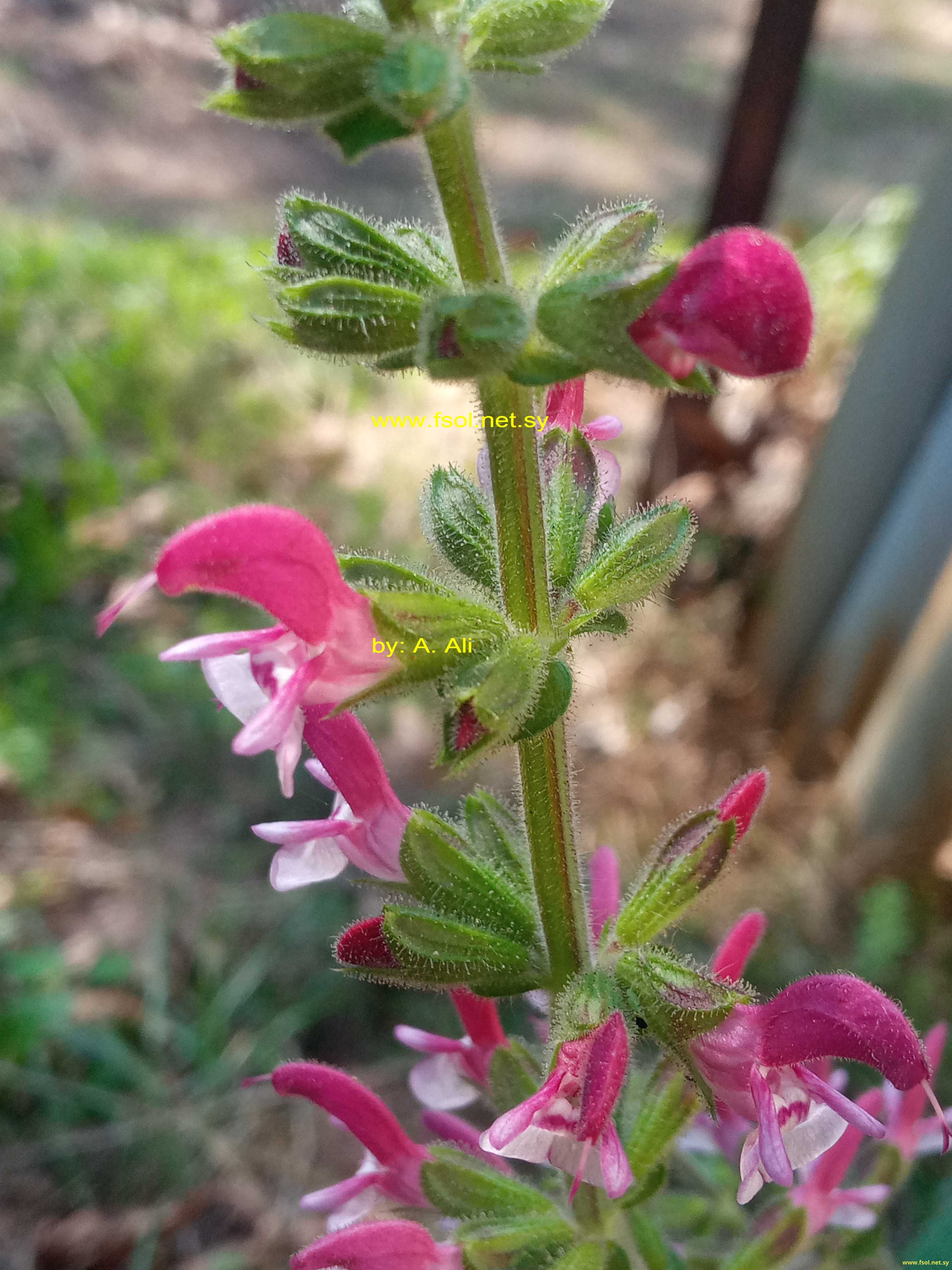 Salvia hierosolymitana Boiss.